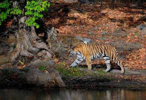 Beyond the Beast Safari