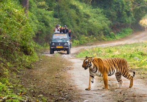 Corbett Safari Tour