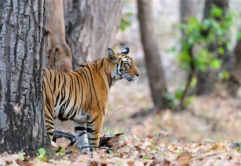 Dream Safari Expeditions