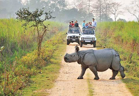India Rhino Safari Tour
