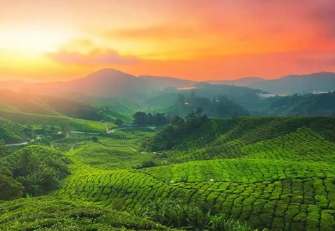 Kerala Dreamscape “Hills, Backwaters & Beaches”