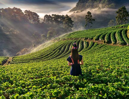 Kerala’s Enchanting Backwaters & Hill Station Escape