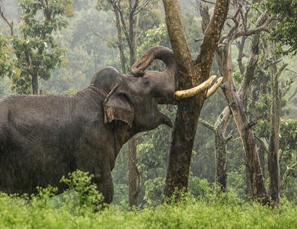 South India Wildlife & Nature